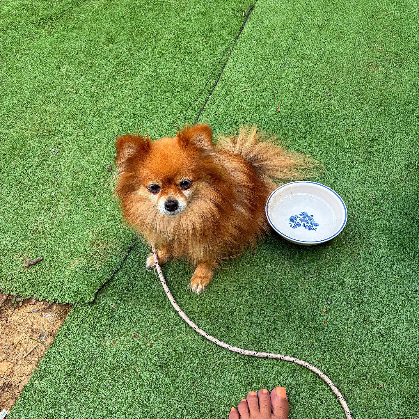 Nevaeh is registered to the contest to win money with this photo: dog, small_dog, fluffy, brown, sitting, leash, foot, toenails, tattoo, bowl, green_turf, outdoor, pet, animal, grass, paw, fur, companion, waiting, cute