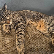 Maximus is registered to the contest to win money with this photo: cat, tabby, sleeping, couch, indoor, pet, animal, feline, relaxation, paw, fur, striped, nap, cozy, home, comfort, closeup, resting, cute, whiskers
