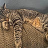 cat, tabby, sleeping, couch, indoor, pet, animal, feline, relaxation, paw, fur, striped, nap, cozy, home, comfort, closeup, resting, cute, whiskers