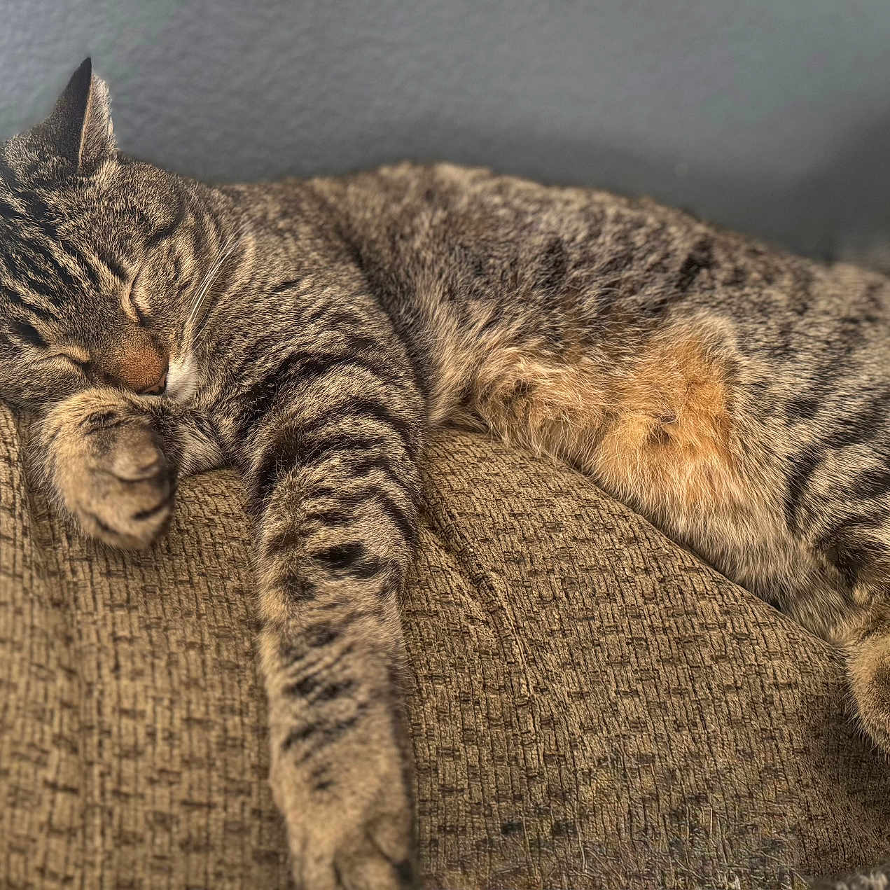 Maximus is registered to the contest to win money with this photo: cat, tabby, sleeping, couch, indoor, pet, animal, feline, relaxation, paw, fur, striped, nap, cozy, home, comfort, closeup, resting, cute, whiskers