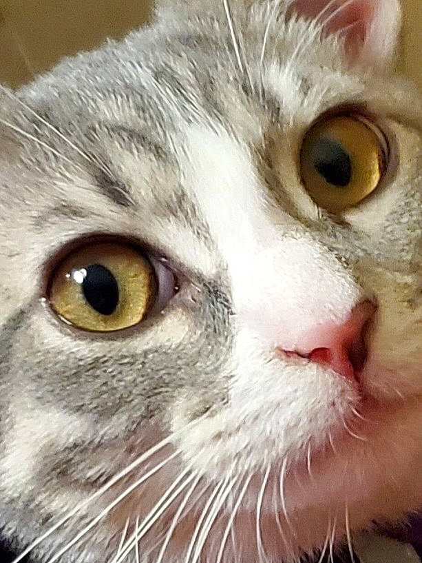 Smokey Nala joined the competition — help win amazing prizes! carnivore, cat, close_up, domestic_short_haired_cat, felidae, fur, iris, small_to_medium_sized_cats, snout, whiskers