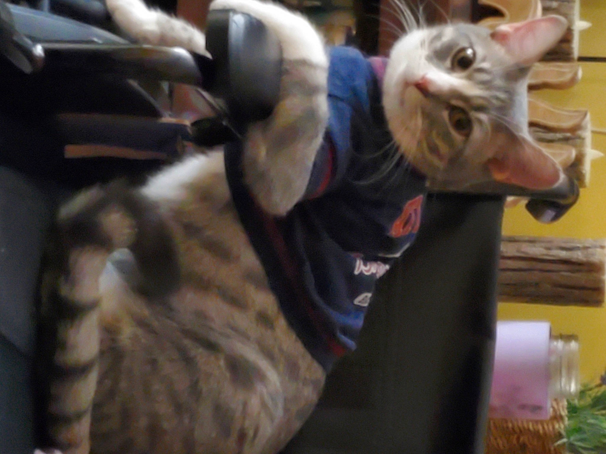 Smokey Nala is registered to the contest to win money with this photo: carnivore, cat, claw, comfort, domestic_short_haired_cat, fang, felidae, fur, paw, small_to_medium_sized_cats, tail, whiskers