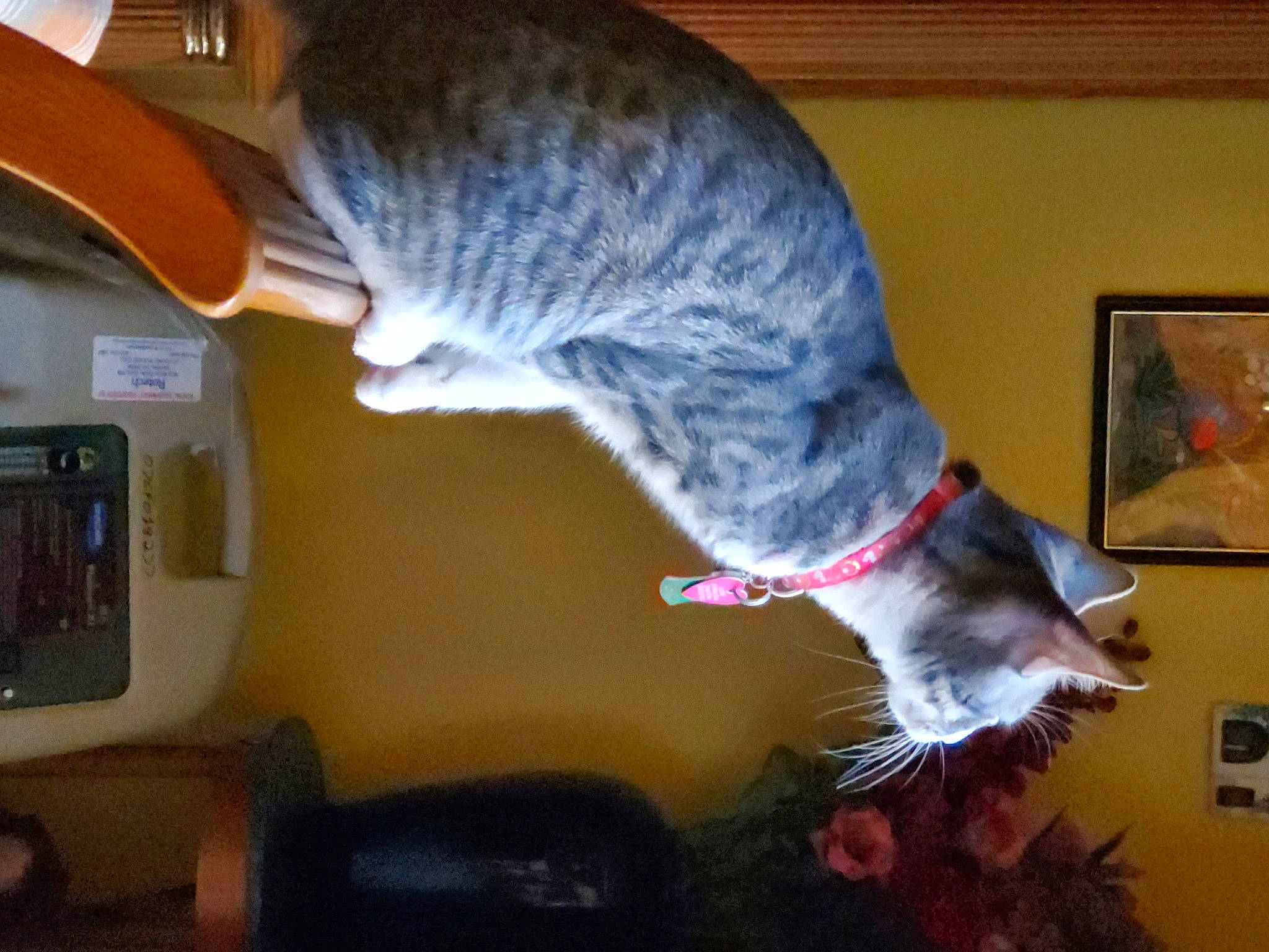 Smokey Nala joined the competition — help win amazing prizes! carnivore, cat, domestic_short_haired_cat, felidae, fur, gadget, gesture, guitar, musical_instrument, picture_frame, plant, room, small_to_medium_sized_cats, sporting_group, tail, whiskers