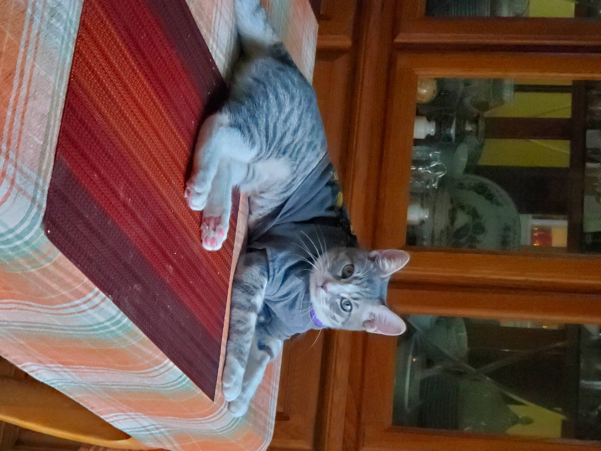 Smokey Nala joined the competition — help win amazing prizes! carnivore, cat, comfort, domestic_short_haired_cat, felidae, flooring, fur, hardwood, room, russian_blue, small_to_medium_sized_cats, t_shirt, tail, whiskers, window, wood, wood_stain