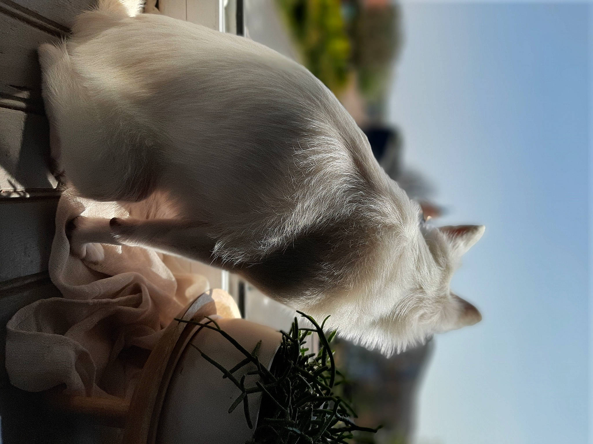 Choukette a rejoint le concours — aidez-le/la à gagner de superbes lots ! canidae, carnivore, ear, fawn, nose, snout, sporting_group, tail, whiskers