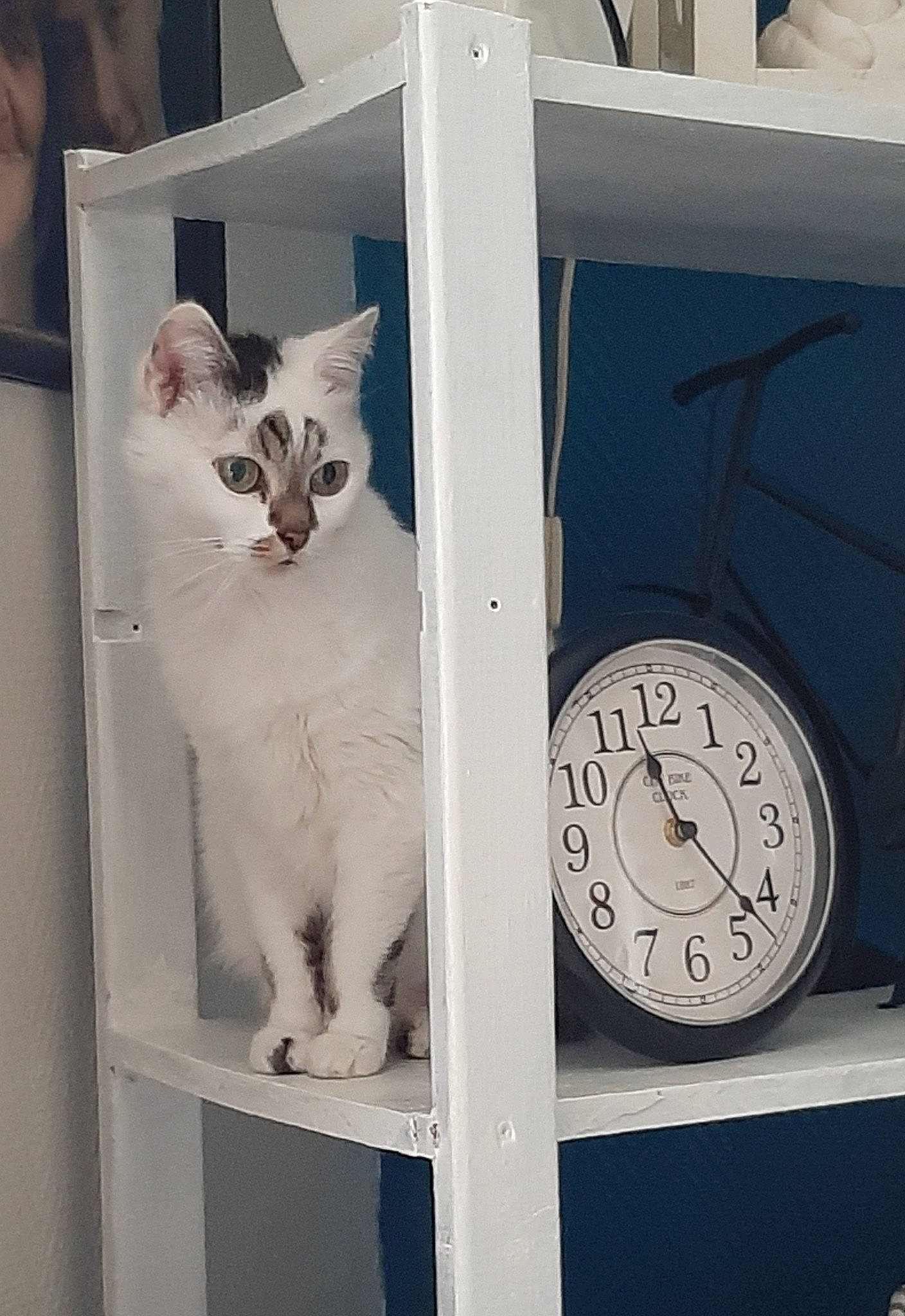 Poket participe au concours pour gagner de l'argent avec cette photo : carnivore, cat, domestic_short_haired_cat, felidae, kitten, polydactyl_cat, small_to_medium_sized_cats, turkish_angora, turkish_van, whiskers, window