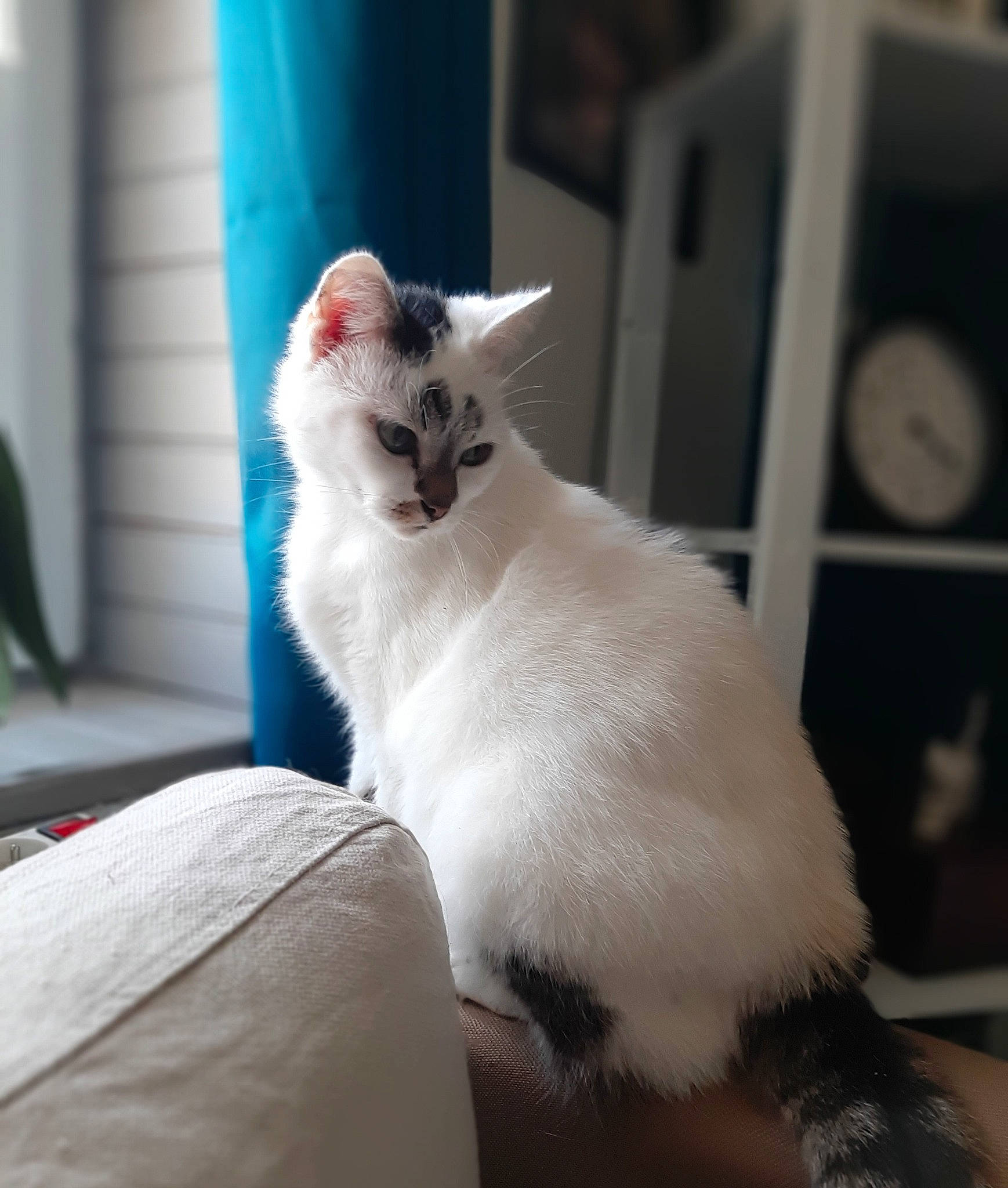 Poket participe au concours pour gagner de l'argent avec cette photo : asian, balinese, birman, burmilla, carnivore, cat, colorpoint_shorthair, eye, felidae, javanese, kitten, mammal, ojos_azules, ragdoll, small_to_medium_sized_cats, thai, turkish_angora, turkish_van, vertebrate, whiskers