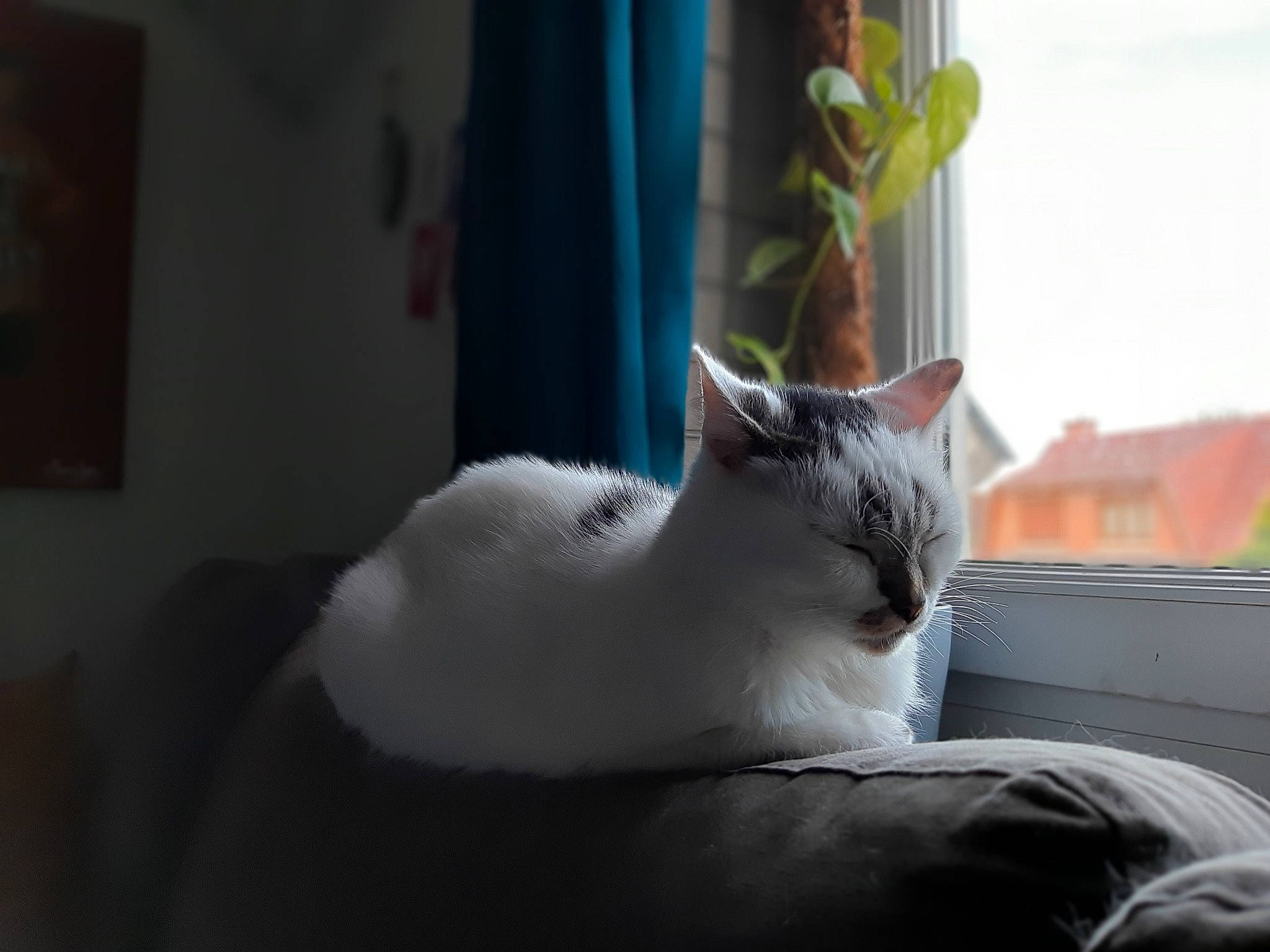 Poket participe au concours pour gagner de l'argent avec cette photo : aegean_cat, asian, british_semi_longhair, burmilla, carnivore, cat, domestic_short_haired_cat, ear, felidae, fur, mammal, nap, norwegian_forest_cat, ojos_azules, ragdoll, small_to_medium_sized_cats, turkish_angora, turkish_van, whiskers, window