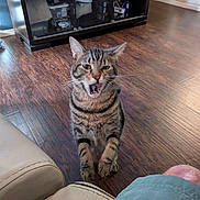 Whiskey joined the competition — help win amazing prizes! animal, brown, cabinet, cat, couch, ears, furniture, home, indoor, leg, living_room, meowing, person, pet, shorts, sitting, striped, tabby_cat, whiskers, wooden_floor