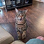 animal, brown, cabinet, cat, couch, ears, furniture, home, indoor, leg, living_room, meowing, person, pet, shorts, sitting, striped, tabby_cat, whiskers, wooden_floor