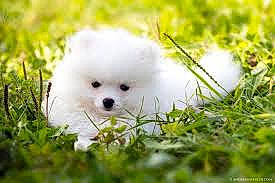 Bella is registered to the contest to win money with this photo: canidae, carnivore, companion_dog, dog, dog_breed, fawn, grass, happy, maltepoo, non_sporting_group, plant, puppy, snout, sporting_group, toy_dog, tree, working_animal