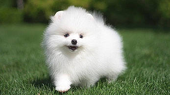 Bella joined the competition — help win amazing prizes! ancient_dog_breeds, canidae, carnivore, companion_dog, dog, dog_breed, grass, maltepoo, non_sporting_group, plant, puppy, snout, spitz, sporting_group, toy_dog, working_animal