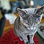 cat, gray_cat, pet, animal, feline, yellow_eyes, sitting, indoor, blurred_background, close_up, fur, whiskers, ears, nose, paws, texture, red_surface, contemplative, curious, domestic