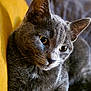 Mishka participe au concours pour gagner de l'argent avec cette photo : cat, gray_cat, close_up, pet, feline, animal, yellow_background, indoor, fur, whiskers, ears, relaxed, portrait, looking_away, soft_light, cozy, texture, domestic_animal, resting, cute