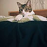 animal, bed, blanket, brown, cat, cozy, curious, dreamcatcher, feline, green, head, indoor, paw, pet, relaxed, sleepy, soft, tabby, wall_decor, white