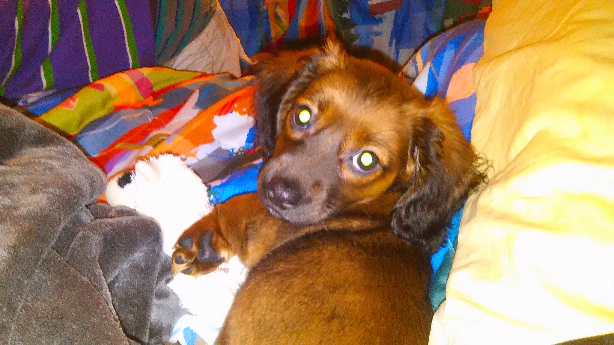 Bella is registered to the contest to win money with this photo: ball, brown, canidae, carnivore, comfort, companion_dog, dog, dog_breed, fur, gun_dog, liver, retriever, spaniel, sporting_group, umbrella, whiskers, working_animal