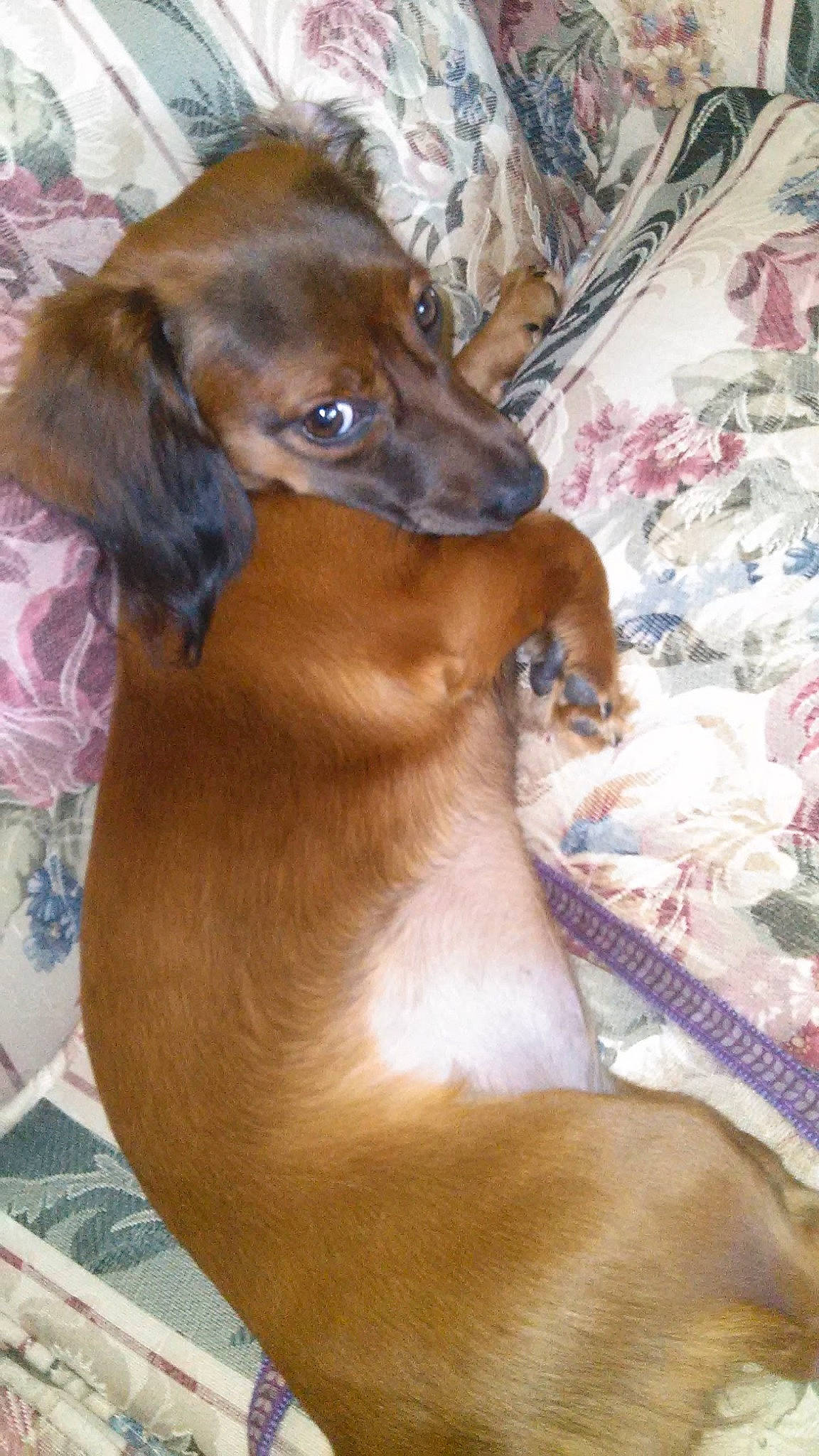 Bella is registered to the contest to win money with this photo: canidae, carnivore, collar, companion_dog, dog, dog_breed, dog_supply, fawn, fur, liver, pet_supply, snout, sporting_group, terrestrial_animal, whiskers, working_animal, working_dog