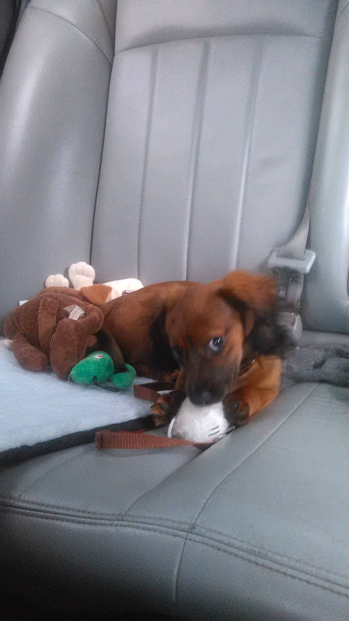 Bella is registered to the contest to win money with this photo: canidae, carnivore, comfort, companion_dog, couch, dog, dog_breed, dog_supply, fawn, flooring, hardwood, hound, linens, liver, nap, scent_hound, sleep, snout, sporting_group, working_animal