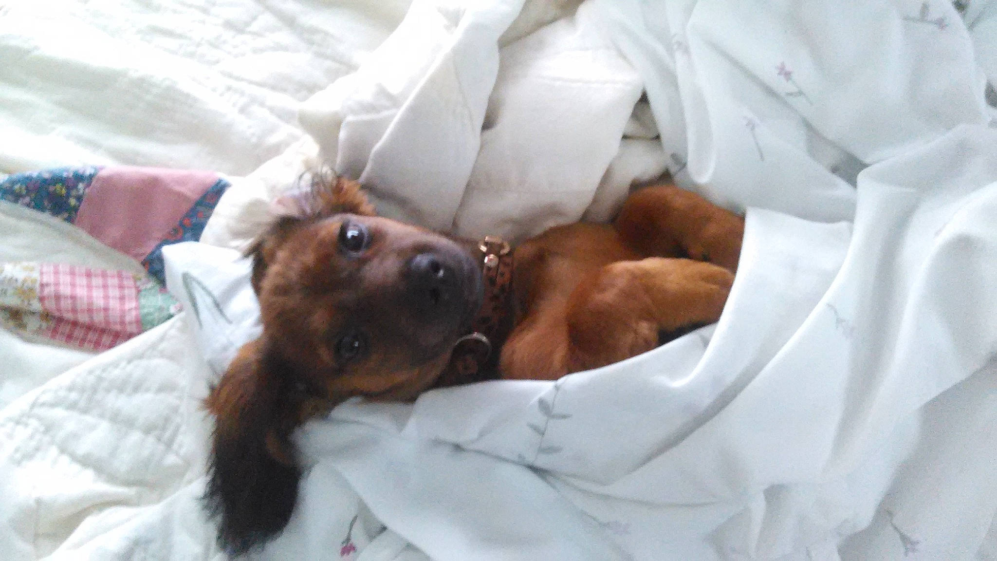 Bella joined the competition — help win amazing prizes! bed, bed_sheet, bedding, canidae, carnivore, comfort, companion_dog, dog, dog_breed, ear, fawn, fur, linens, liver, mammal, pillow, service, sporting_group, whiskers, working_animal