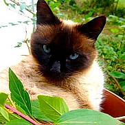 Pépito participe au concours pour gagner de l'argent avec cette photo :