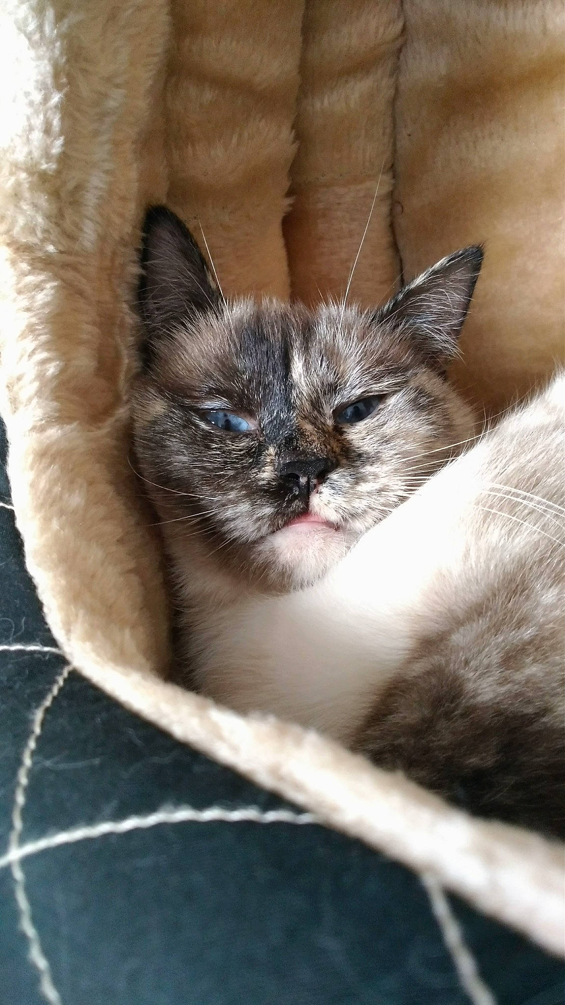 Cléo participe au concours pour gagner de l'argent avec cette photo : carnivore, cat, cat_supply, claw, comfort, domestic_short_haired_cat, eye, eyebrow, fawn, felidae, fur, head, human_body, iris, paw, small_to_medium_sized_cats, snout, terrestrial_animal, whiskers, wildlife