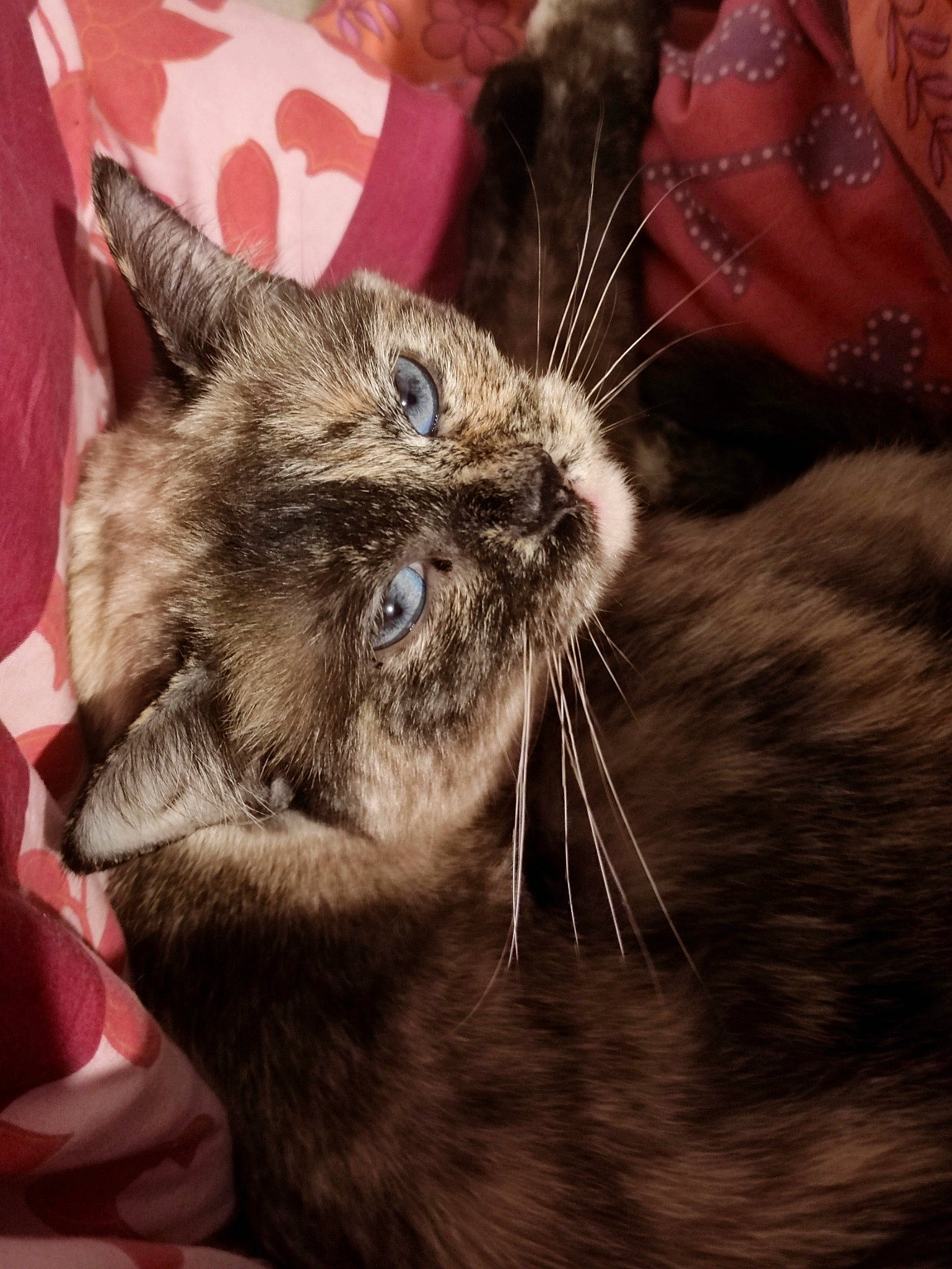 Cléo participe au concours pour gagner de l'argent avec cette photo : carnivore, cat, claw, comfort, domestic_short_haired_cat, ear, fawn, felidae, fur, liver, paw, small_to_medium_sized_cats, snout, terrestrial_animal, whiskers