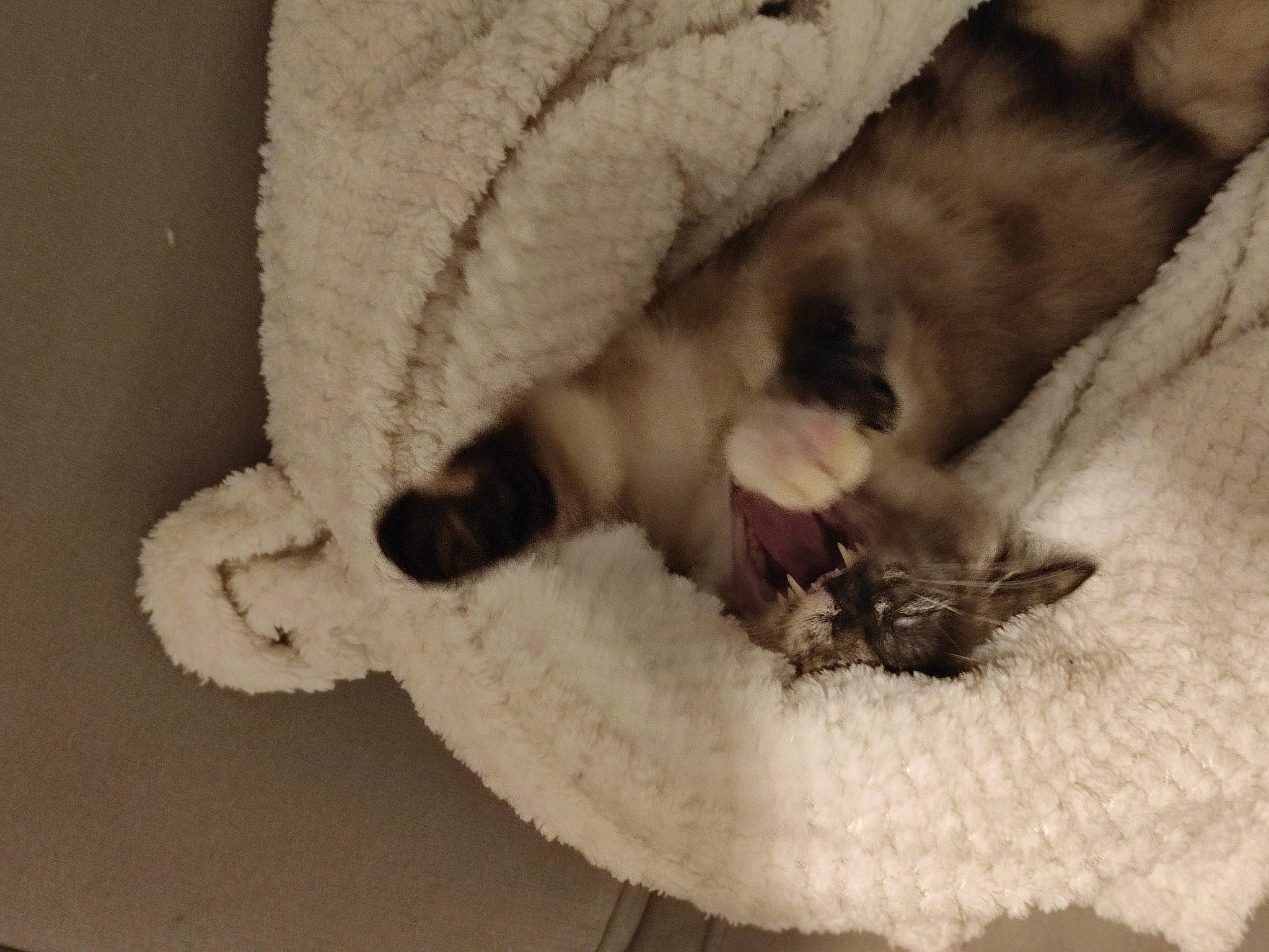 Cléo participe au concours pour gagner de l'argent avec cette photo : balinese, carnivore, cat, cat_bed, cat_supply, claw, comfort, dog_breed, domestic_short_haired_cat, fawn, felidae, fur, nap, paw, siamese, small_to_medium_sized_cats, snout, tail, terrestrial_animal, whiskers