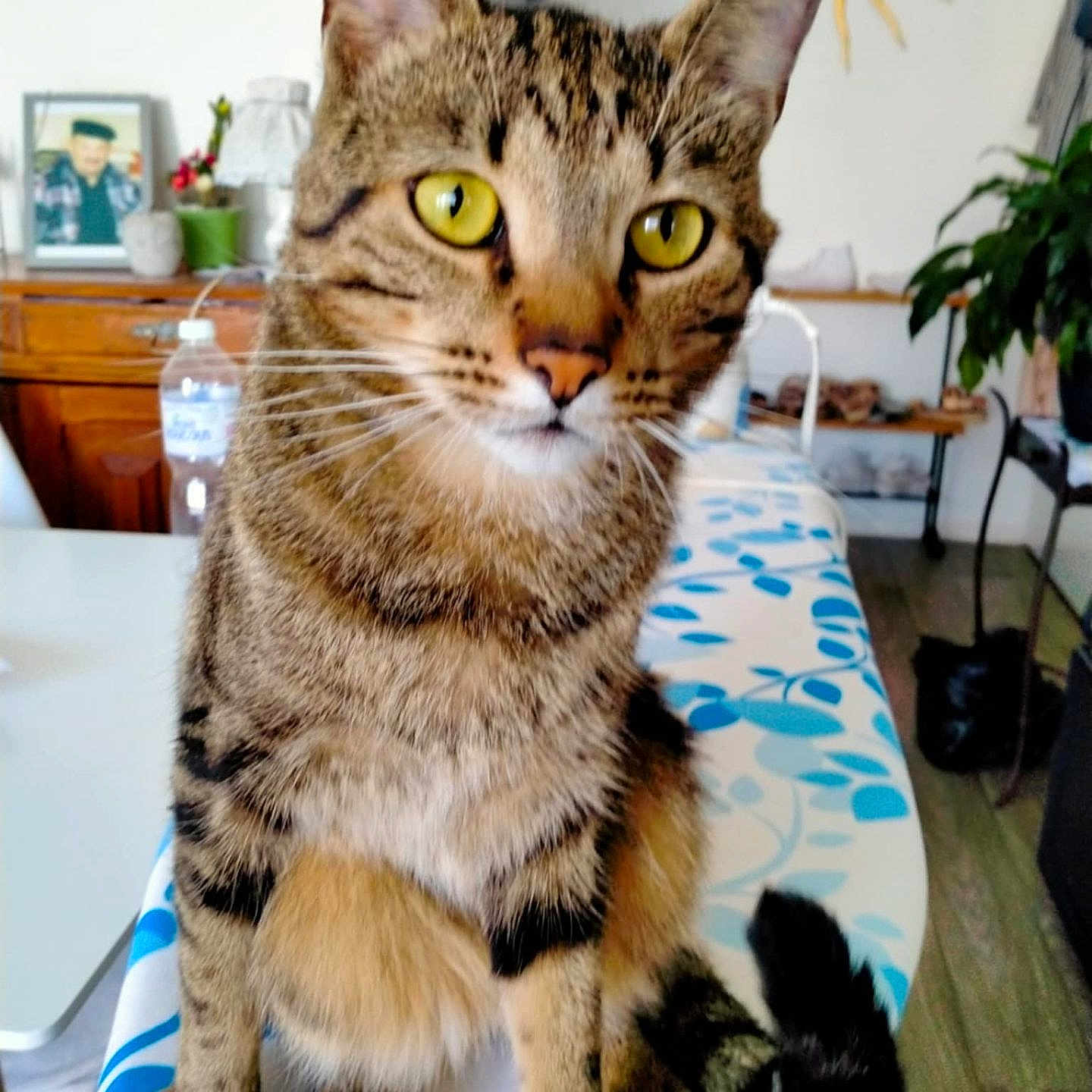 Simba