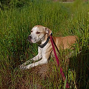 Prince is registered to the contest to win money with this photo: dog, animal, outdoor, grass, leash, collar, sunlight, nature, pet, canine, resting, greenery, summer, field, mammal, walking, daytime, relaxing, fur, eyes_closed