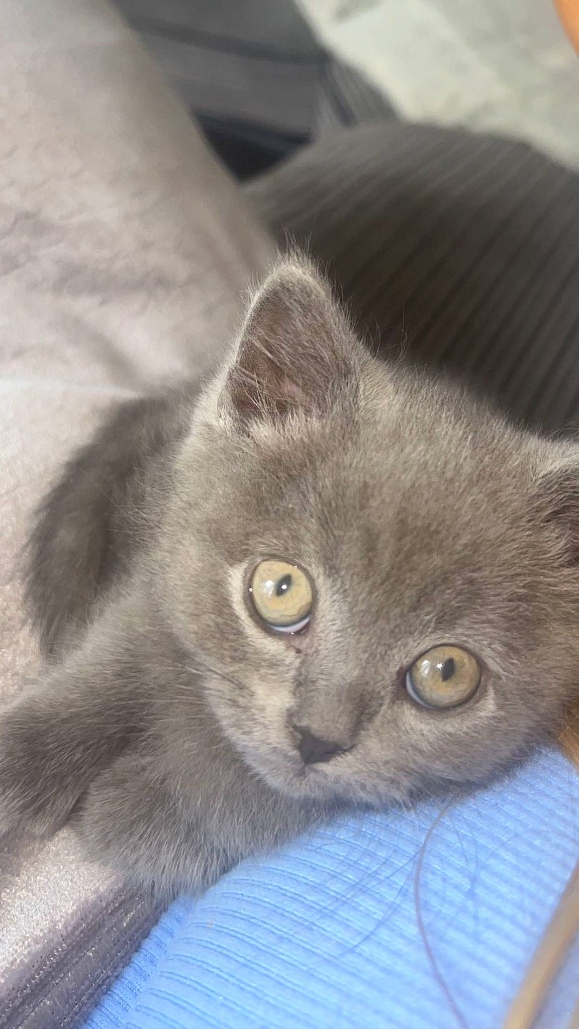 Imari is registered to the contest to win money with this photo: carnivore, cat, domestic_short_haired_cat, ear, electric_blue, eye, felidae, fur, grey, russian_blue, small_to_medium_sized_cats, snout, terrestrial_animal, whiskers