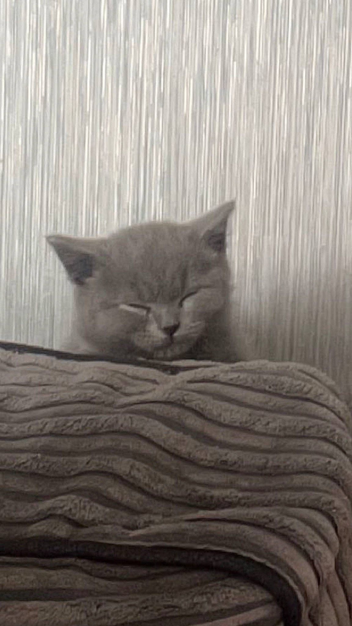 Imari joined the competition — help win amazing prizes! carnivore, cat, comfort, domestic_short_haired_cat, felidae, fur, grey, hardwood, monochrome, monochrome_photography, russian_blue, small_to_medium_sized_cats, snout, tail, terrestrial_animal, whiskers, wood