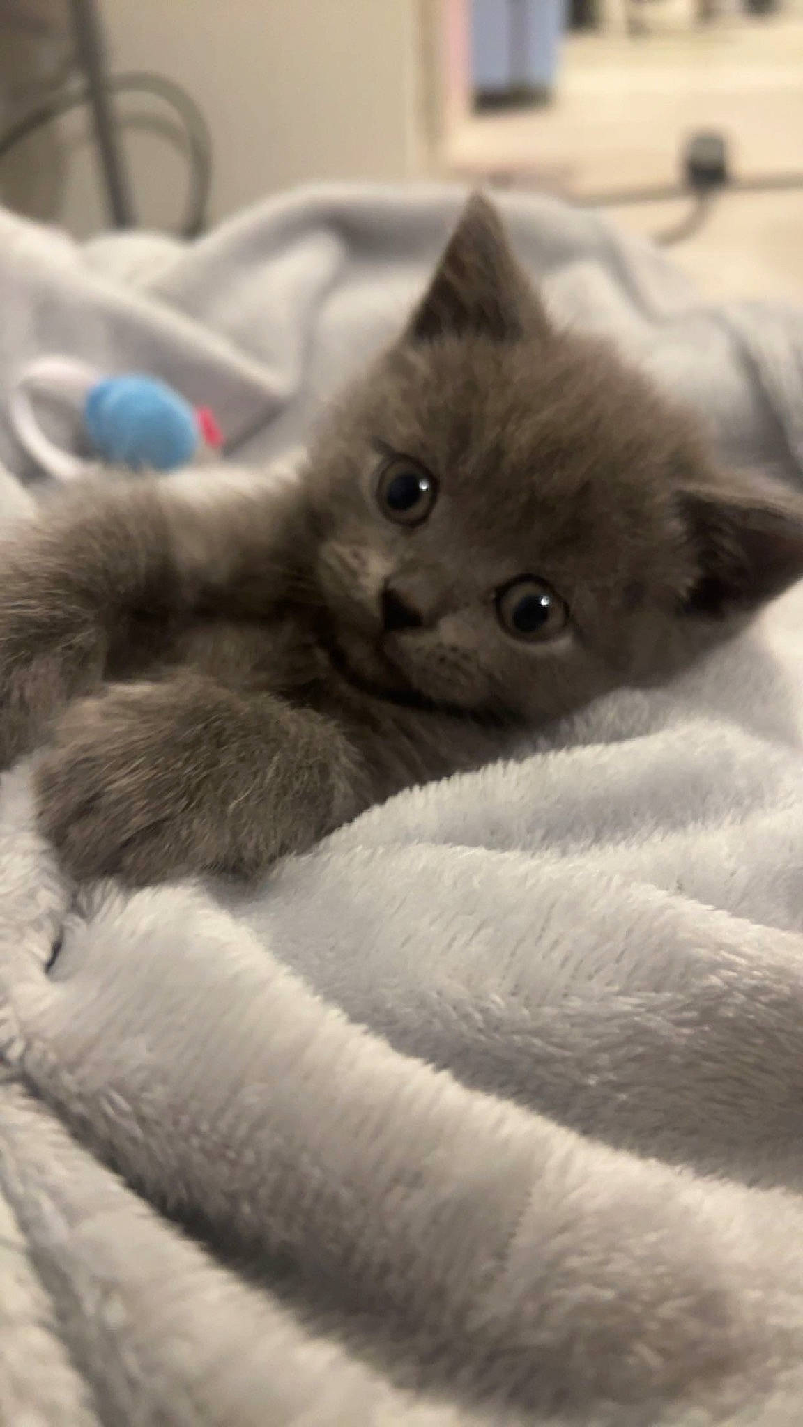 Imari is registered to the contest to win money with this photo: carnivore, cat, claw, comfort, domestic_short_haired_cat, felidae, fur, grey, paw, small_to_medium_sized_cats, snout, tail, whiskers