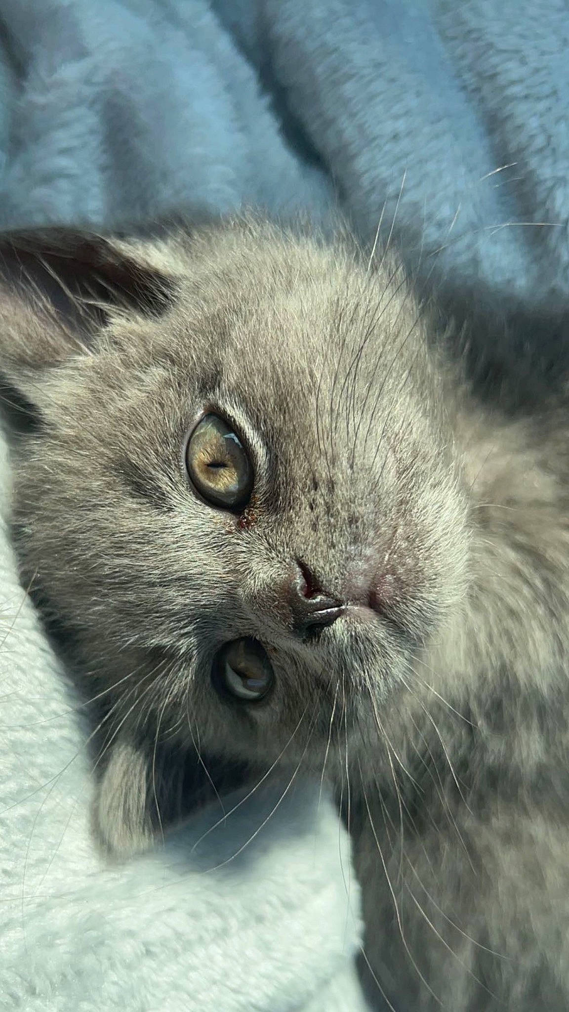 Imari joined the competition — help win amazing prizes! british_longhair, carnivore, cat, domestic_short_haired_cat, felidae, fur, grey, hair, small_to_medium_sized_cats, snout, terrestrial_animal, whiskers, wildlife, window