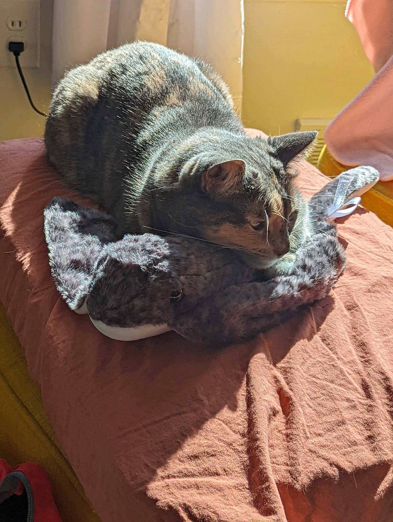 Arya is registered to the contest to win money with this photo: bed, carnivore, cat, cat_bed, cat_supply, chair, claw, comfort, domestic_short_haired_cat, felidae, fur, iguania, linens, small_to_medium_sized_cats, snout, tail, terrestrial_animal, textile, whiskers, wool