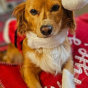 Dalton is registered to the contest to win money with this photo: animal, canine, christmas, close_up, cozy, cute, dog, festive, fur, holiday, holiday_season, indoors, pet, portrait, red_blanket, relaxed, santa_hat, soft_texture, warm_lighting, white_paw