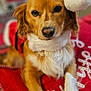 animal, canine, christmas, close_up, cozy, cute, dog, festive, fur, holiday, holiday_season, indoors, pet, portrait, red_blanket, relaxed, santa_hat, soft_texture, warm_lighting, white_paw