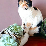 Vanille participe au concours pour gagner de l'argent avec cette photo : abyssinian, animal, basket, cat, couch, flower, flowerarrangement, flowerbouquet, furniture, jar, kitten, manx, pet, plant, planter, pottedplant, pottery, rose, vase, wood