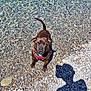 Ulk a rejoint le concours — aidez-le/la à gagner de superbes lots ! dog, water, pebbles, clear_water, shadow, sunlight, outdoor, pet, harness, brown_dog, small_dog, nature, summer, lake, shore, animal, daylight, wet_paws, looking_up, playful