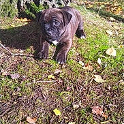 Ulk participe au concours pour gagner de l'argent avec cette photo : puppy, dog, brindle, grass, moss, tree_trunk, leaves, twigs, outdoor, nature, sunlight, young_animal, pet, animal, ground, fall, cute, small, canine, daylight