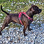Ulk participe au concours pour gagner de l'argent avec cette photo : dog, brindle, red_harness, outdoor, grass, rocks, pebbles, pet, animal, canine, alert, standing, nature, daylight, mammal, fur, walking, side_view, ground, tail