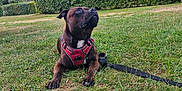 Ulk a rejoint le concours — aidez-le/la à gagner de superbes lots ! dog, grass, leash, harness, outdoor, park, trees, hedge, sky, pet, canine, nature, animal, resting, brown_dog, daylight, greenery, alert, ground, tent