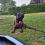 dog, grass, leash, harness, outdoor, park, trees, hedge, sky, pet, canine, nature, animal, resting, brown_dog, daylight, greenery, alert, ground, tent