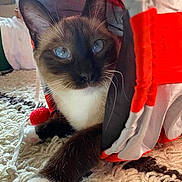 Robine participe au concours pour gagner de l'argent avec cette photo : siamese_cat, cat, blue_eyes, pet, animal, indoor, toy, tunnel, red_ball, carpet, feline, whiskers, paw, cozy, cute, playful, relaxed, closeup, household, fur