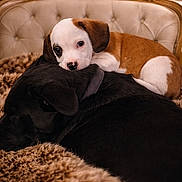 Loki joined the competition — help win amazing prizes! animal, black_dog, brown_and_white_puppy, collar, cozy, cuddling, dog, ears, fur, furry_blanket, home_interior, pet, portrait, puppy, relaxed, sleeping, snout, sofa, tufted_sofa, vintage