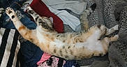 Kally is registered to the contest to win money with this photo: cat, sleeping, stretching, bed, blanket, clothes, striped, fur, relaxed, indoor, messy, paw, tail, patterned, denim, pink, gray, white, black, orange