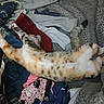 bed, black, blanket, cat, clothes, denim, fur, gray, indoor, messy, orange, patterned, paw, pink, relaxed, sleeping, stretching, striped, tail, white