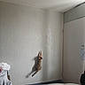 animal, cat, climbing, curiosity, domestic, door, door_handle, floor, funny, furniture, household, indoor, light, pet, playful, room, shadow, stretching, texture, wall
