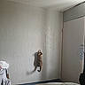 Kally is registered to the contest to win money with this photo: cat, climbing, wall, shadow, indoor, door, room, furniture, bed, blanket, corner, clothes, floor, vertical, pet, animal, texture, light, shadowplay, domestic