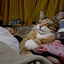 bedroom, blanket, calico, cat, closeup, cozy, curtain, fur, home, indoor, nap, paw, pet, pillow, relaxed, resting, sleeping, soft, tabby, whiskers