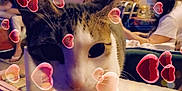 Miracle joined the competition — help win amazing prizes! affection, blurred_background, casual, cat, close_up, curious, domestic_animal, ears, face, feline, furniture, heart_graphics, home, indoor, love, person, pet, sitting, table, whiskers
